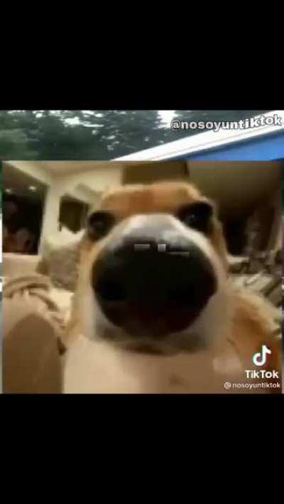 amogus repherence?//??