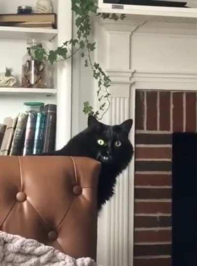 The infamous half-scrunge