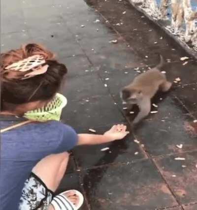 Monkey see, Monkey do