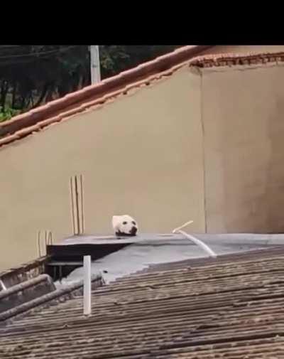 Who is in the video - a cat or a dog, what do you think?🧸🐶