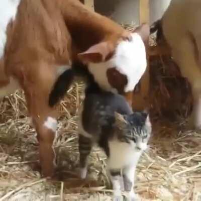 Cows are among the most gentle creatures. This allows them to befriend All kinds.