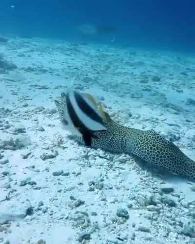 🔥 Honeycomb Moray Eel