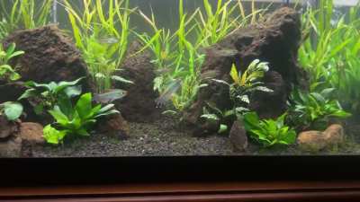 Tanks only 3 months old i cant wait to see what it’ll become .