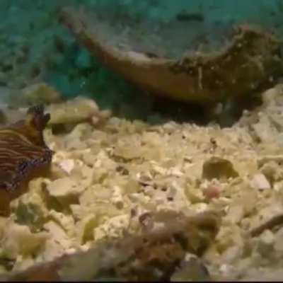 WEEK 69 FLAT WORM FRIDAY!!!!!