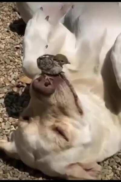 Pupper balances the chimken nugget (friends, not food)