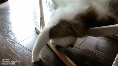 Cat learns to use a hammock