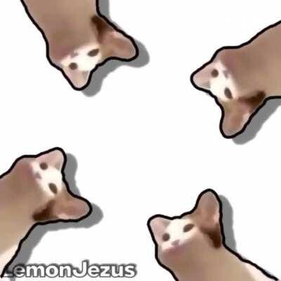 great song and kitty