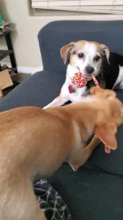 She found a toy to chew on, and he decided he wanted it.