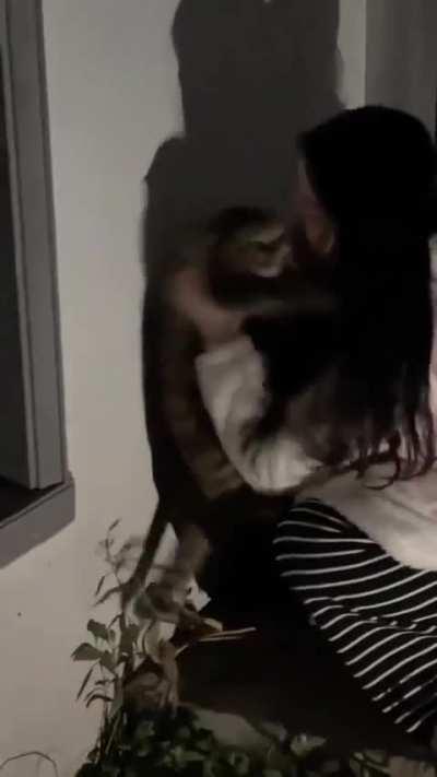 cat be like help me please