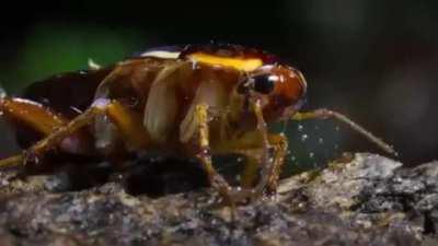 🔥 Velvet worm hunting a cockroach