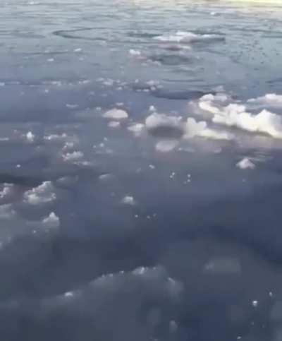 Polar bear Mom breaking ice at short intervals so the cubs can breathe