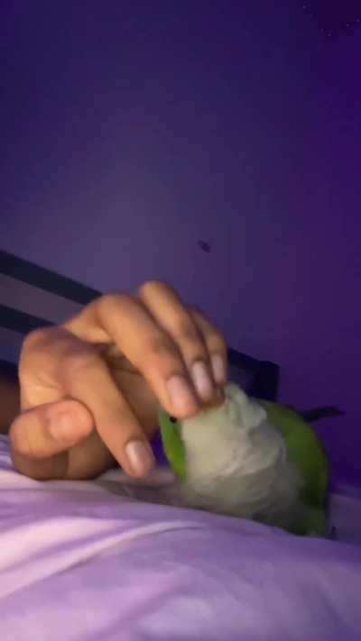 silly fat chicken
