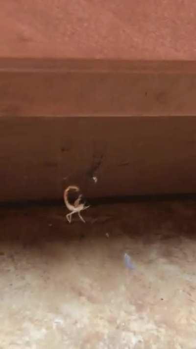 Really glad I found these two before my baby did…. he was crawling near here just minutes prior to the video!