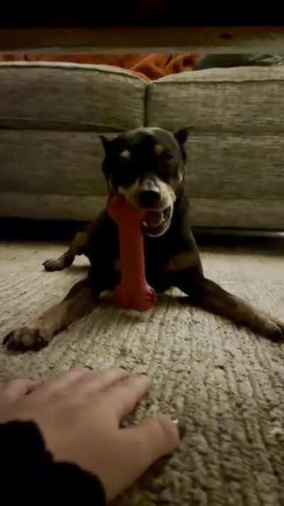 Taz is putting his paw down and saying no more to me taking his bone