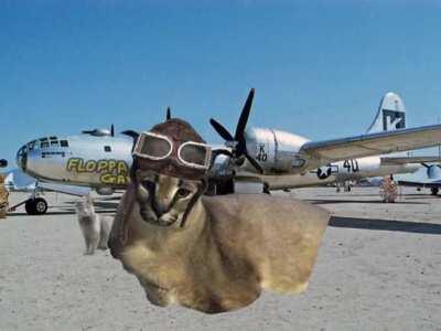 Floppa's dream (peace with bingus)