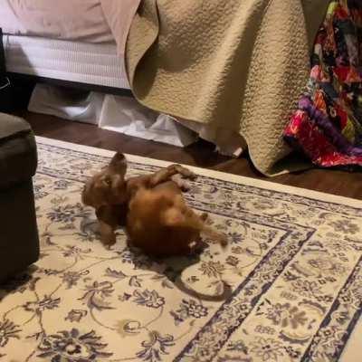 Happy Birthday to my baby boy. 14 years old and still going strong.