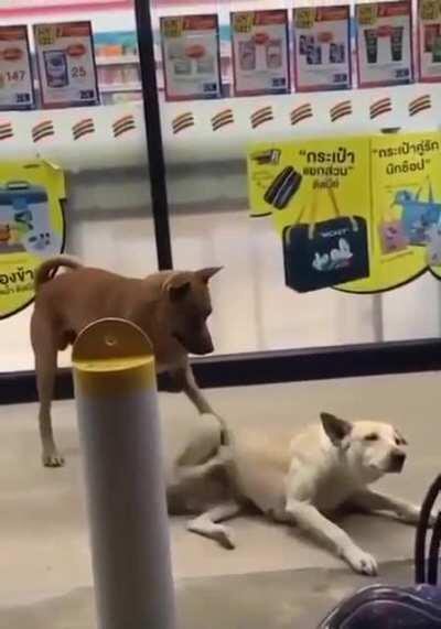 Two strong independent Doggos who don’t need no Hooman for backrubs.