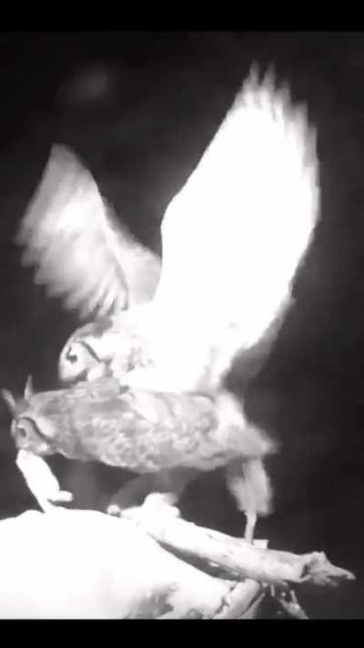 Owl mating ritual
