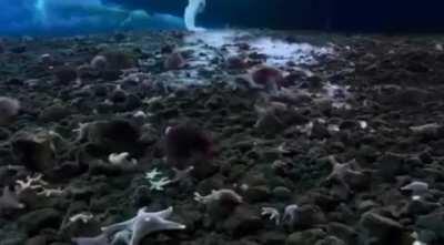 The brinicle also called the 