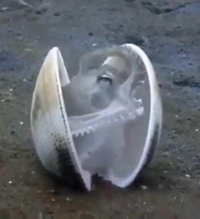 Look! This is my home