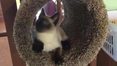 Cat in his new cat tree