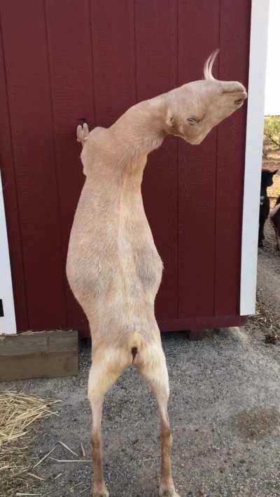 Stretching guru Scooby warming up before a long day of being a spoiled resident at Fuzzy Muzzy Farm Sanctuary