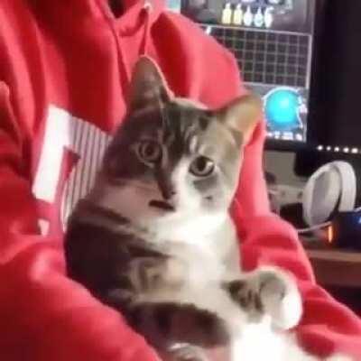 What happened ?? 🐈