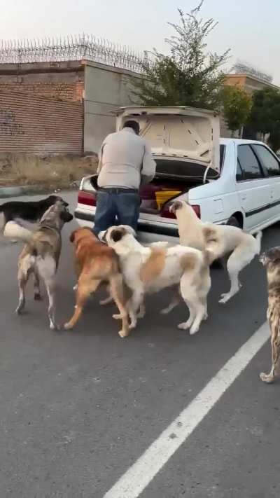Man summons all the stray dogs in the area for dinner
