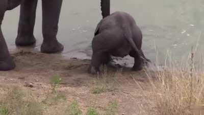 When the elephant baby don`t know how to drink with nose.