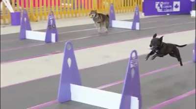 I think it's flyball
