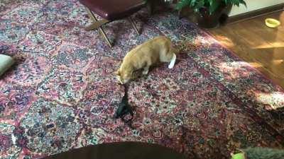 ah....that explains why i keep finding her kitty harness in strange places