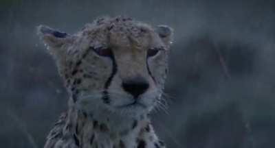 🔥 Cheetah surviving rough weather in the wild