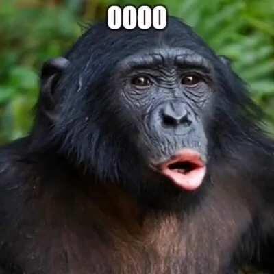 MONKE MEME😂MONKE MEME😂
