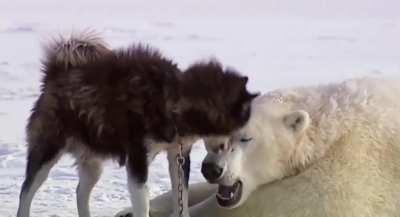 A polar bear, one of the world’s most dangerous predators, playing and having fun with a pack of Canadian huskies.