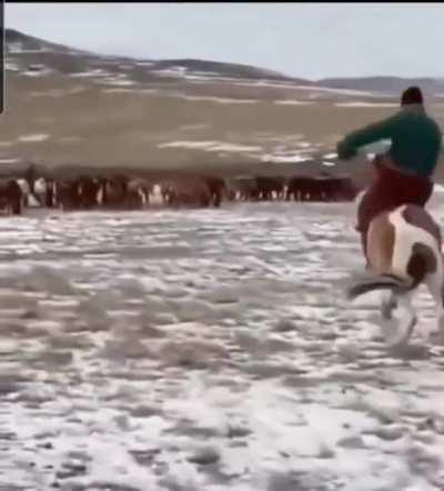 Mongolians using Judo techniques to takedown animals