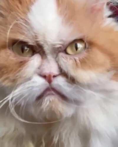 Dare ye face the scrutiny of The Inquisitor