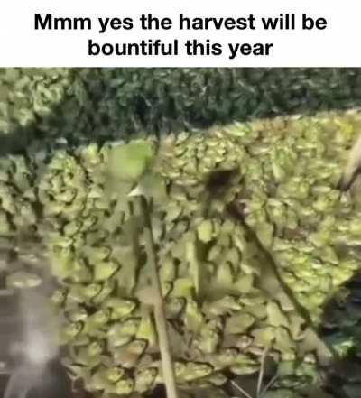 The ferg farm is working