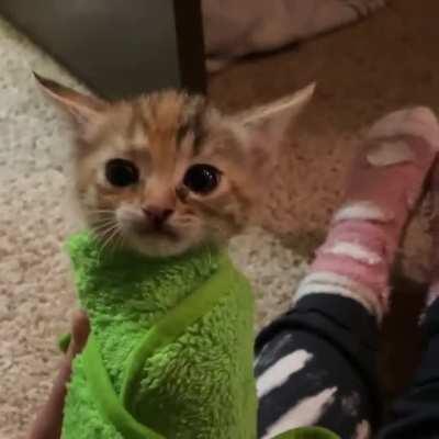 Athena makes a very spicy purrito