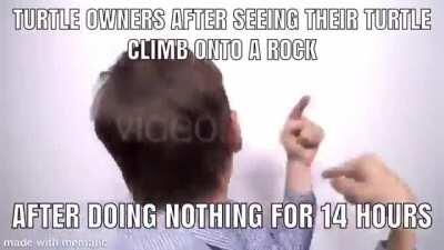 Turtles are cute though