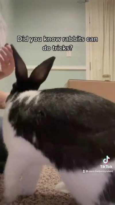 Bunny tricks!