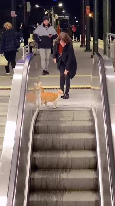 Cats simply have their own way