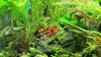 Apisto coloration is something else