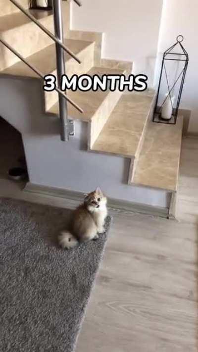 Şu kedinin tatlılığına bak lan