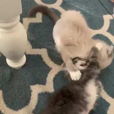 2 criminals started a fight in lockdown