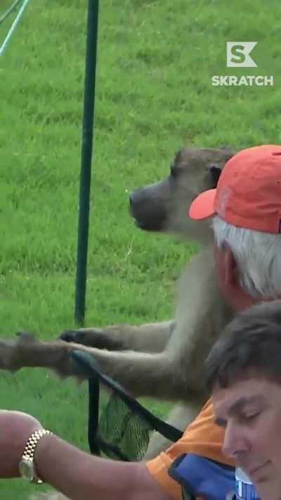 Golf: a game for anybody🐵👀