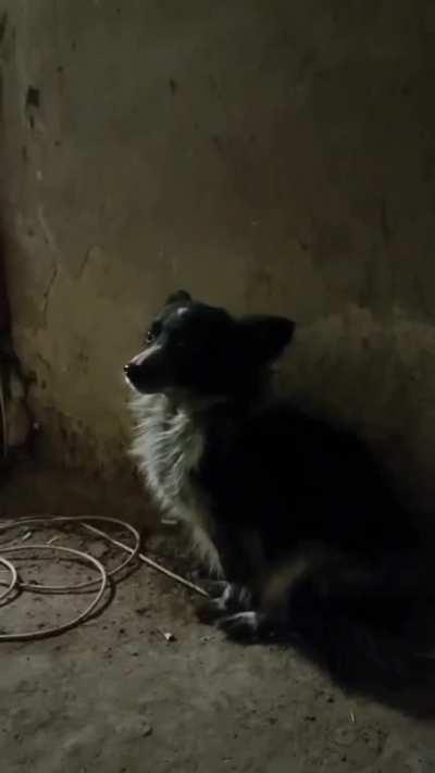 A sweet video compilation of battle cats and dogs on the frontlines 🐈 🐕