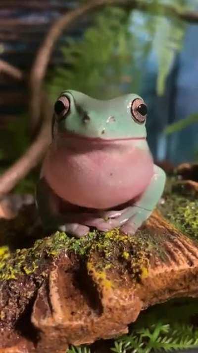 i finally learned how to speak frog.