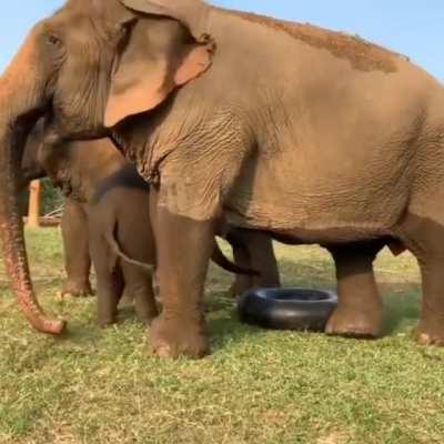 Such a happy family of elephants 😍