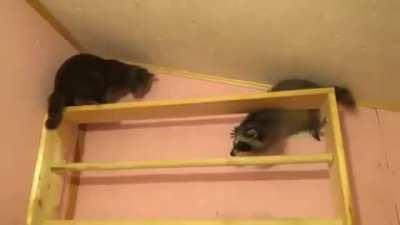 Cat slapping raccoon