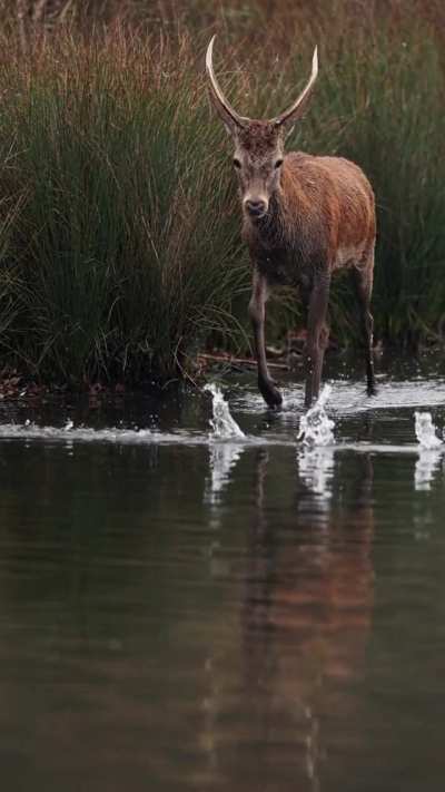 🔥A moorhen flying past a surprised red deer [OC]